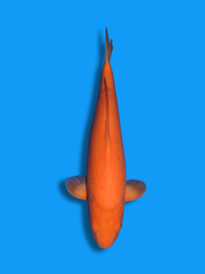 Benikarashigoi | Koi&Co.